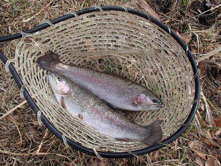 志高湖フィッシング 釣果