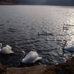 志高湖フィッシング 釣果