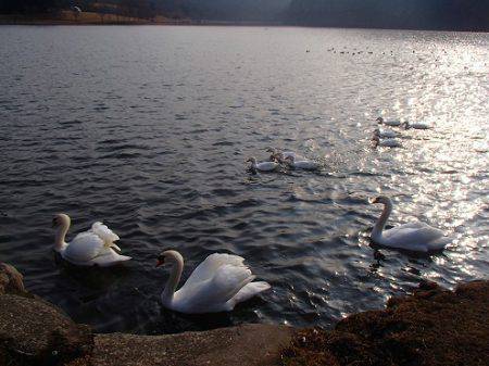 志高湖フィッシング 釣果