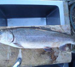 朝霞ガーデン 釣果