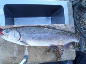 朝霞ガーデン 釣果