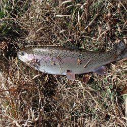 志高湖フィッシング 釣果