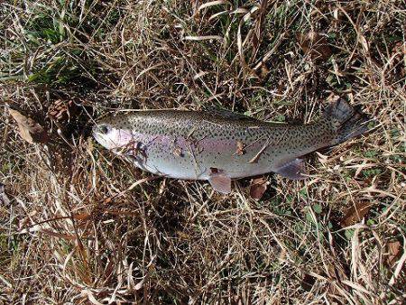 志高湖フィッシング 釣果