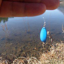 志高湖フィッシング 釣果