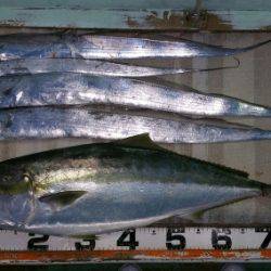 火遠理丸（ほおりまる） 釣果