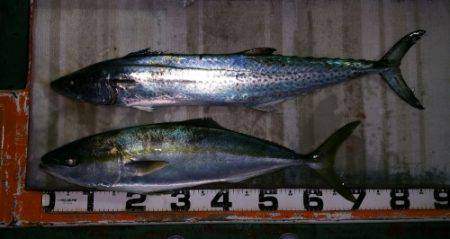 火遠理丸（ほおりまる） 釣果