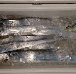 火遠理丸（ほおりまる） 釣果