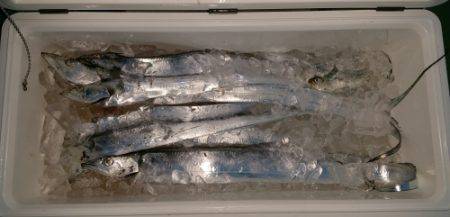 火遠理丸（ほおりまる） 釣果