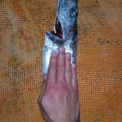 火遠理丸（ほおりまる） 釣果