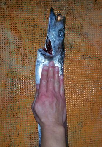 火遠理丸（ほおりまる） 釣果