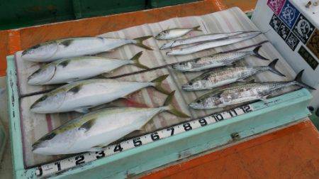 火遠理丸（ほおりまる） 釣果