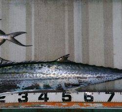 火遠理丸(ほおりまる) 釣果