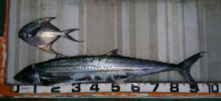 火遠理丸(ほおりまる) 釣果