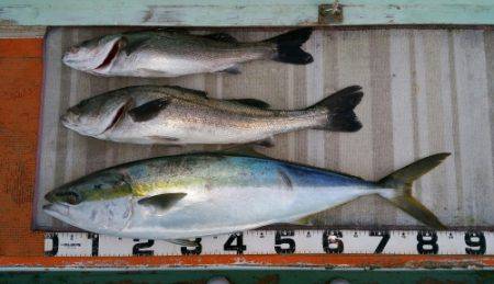 火遠理丸（ほおりまる） 釣果