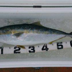 火遠理丸(ほおりまる) 釣果