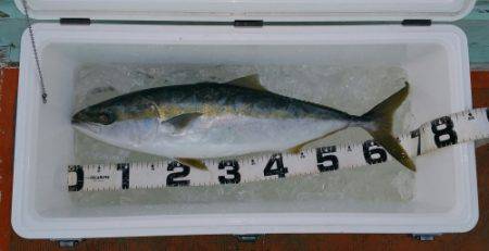 火遠理丸(ほおりまる) 釣果