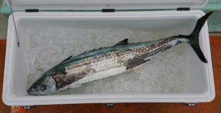 火遠理丸（ほおりまる） 釣果