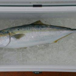 火遠理丸（ほおりまる） 釣果