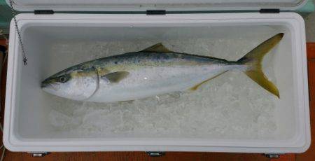 火遠理丸（ほおりまる） 釣果