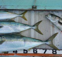 火遠理丸（ほおりまる） 釣果