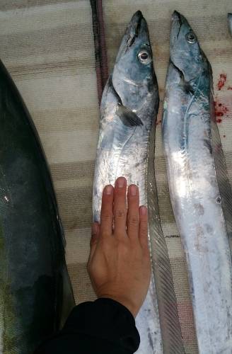 火遠理丸(ほおりまる) 釣果