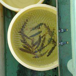 火遠理丸(ほおりまる) 釣果