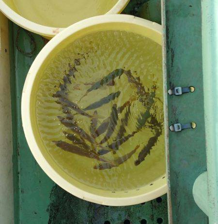 火遠理丸(ほおりまる) 釣果