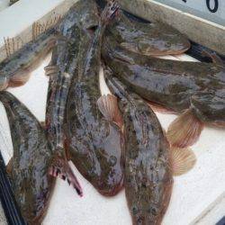 Magic（マジック） 釣果