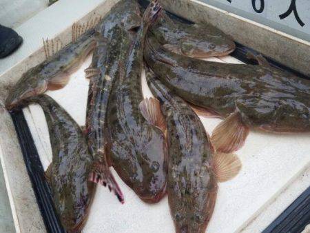 Magic（マジック） 釣果