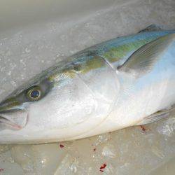 こうゆう丸 釣果