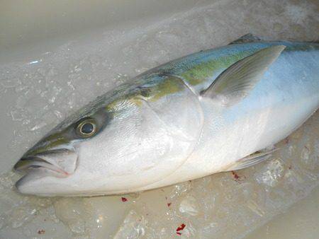 こうゆう丸 釣果