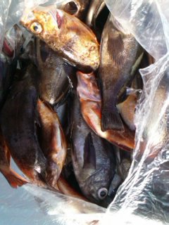 第二辰丸 釣果