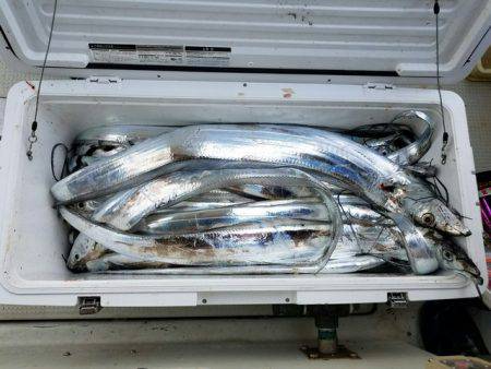 遊漁船　ニライカナイ 釣果