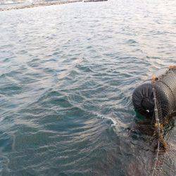 淡路じゃのひれフィッシングパーク 釣果