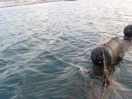 淡路じゃのひれフィッシングパーク 釣果
