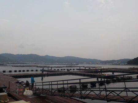 淡路じゃのひれフィッシングパーク 釣果