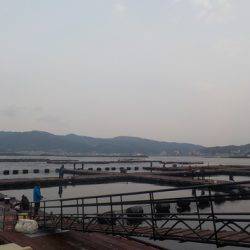 淡路じゃのひれフィッシングパーク 釣果