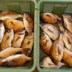 淡路じゃのひれフィッシングパーク 釣果