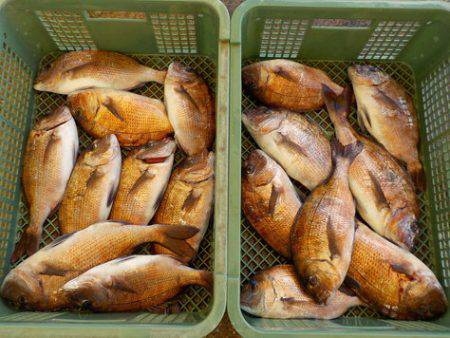 淡路じゃのひれフィッシングパーク 釣果