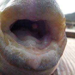 淡路じゃのひれフィッシングパーク 釣果