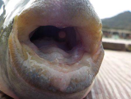 淡路じゃのひれフィッシングパーク 釣果