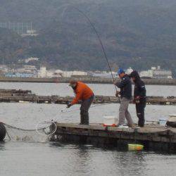 淡路じゃのひれフィッシングパーク 釣果