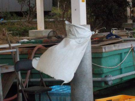 淡路じゃのひれフィッシングパーク 釣果