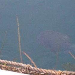 淡路じゃのひれフィッシングパーク 釣果