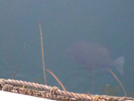 淡路じゃのひれフィッシングパーク 釣果