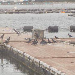 淡路じゃのひれフィッシングパーク 釣果