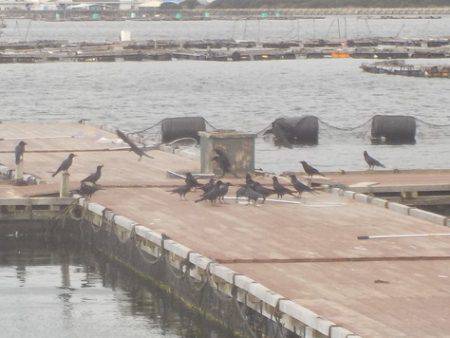 淡路じゃのひれフィッシングパーク 釣果