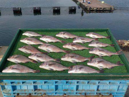 淡路じゃのひれフィッシングパーク 釣果