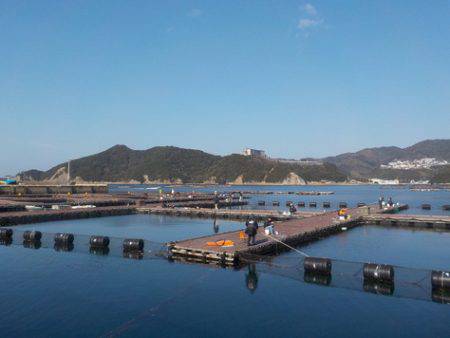 淡路じゃのひれフィッシングパーク 釣果