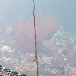 淡路じゃのひれフィッシングパーク 釣果